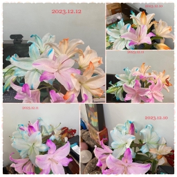 112年社區大學與青年農民~花藝價值創生染花日誌