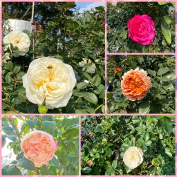 113年后豐社大農博學院首部曲~玫瑰花園喜迎賓