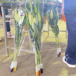 113年后豐社大用花卉說后里故事 1 ~百合花篇