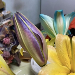 113年后豐社大與后里青農-染百合花~杉水晴百合花農場