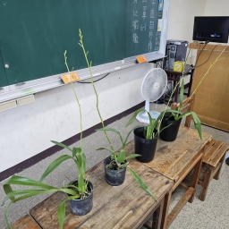 114年后豐社大與后里國小-解讀文心蘭-盆花檢視