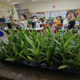 114年后豐社大與后里國小-解讀文心蘭~學校 & 家中文心蘭差異、小苗新植